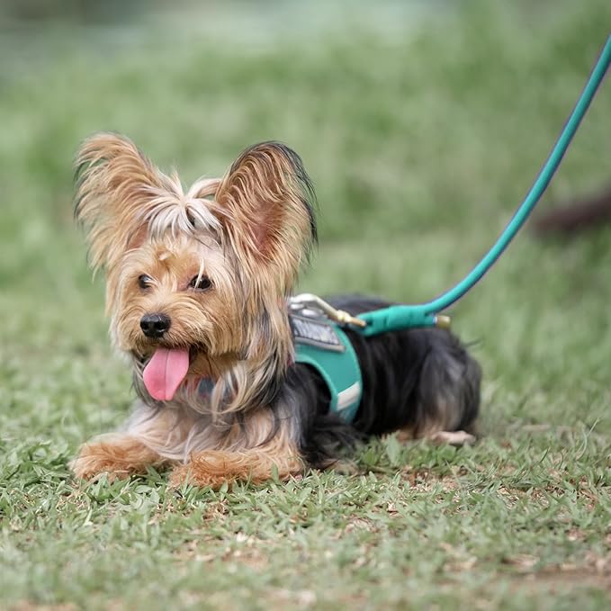 Durable Handwoven Dog Leash for Small & Medium Dogs, 5/16 inch Rope Lead with Anti-Tangle Swivel Clip, Soft & Lightweight, 5FT Long – Ideal for Daily Walking & Training (MARRS Green)