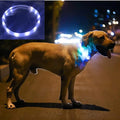 LED Dog and Cat Collar, USB Rechargeable Glowing Pet Collar, Cuttable Dog Necklace Safety Light for Dogs and Cats - Available in 7 Colors (White)