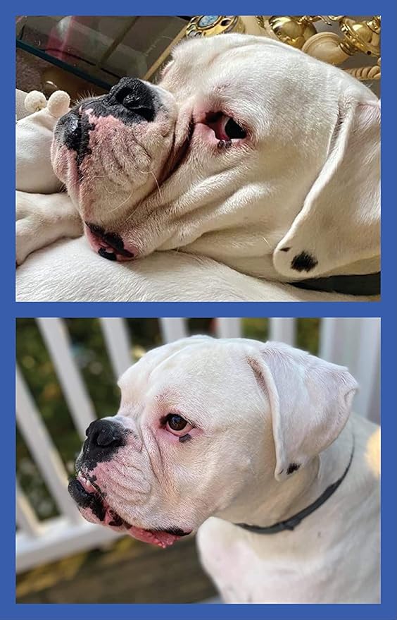 Squishface Wrinkle Wipes – 5”x7” Large Dog Wipes - Deodorizing, Tear Stain Remover – Great for English Bulldog, Pugs, Frenchie, Bulldogs, French Bulldogs & Any Breed! (80 Count)
