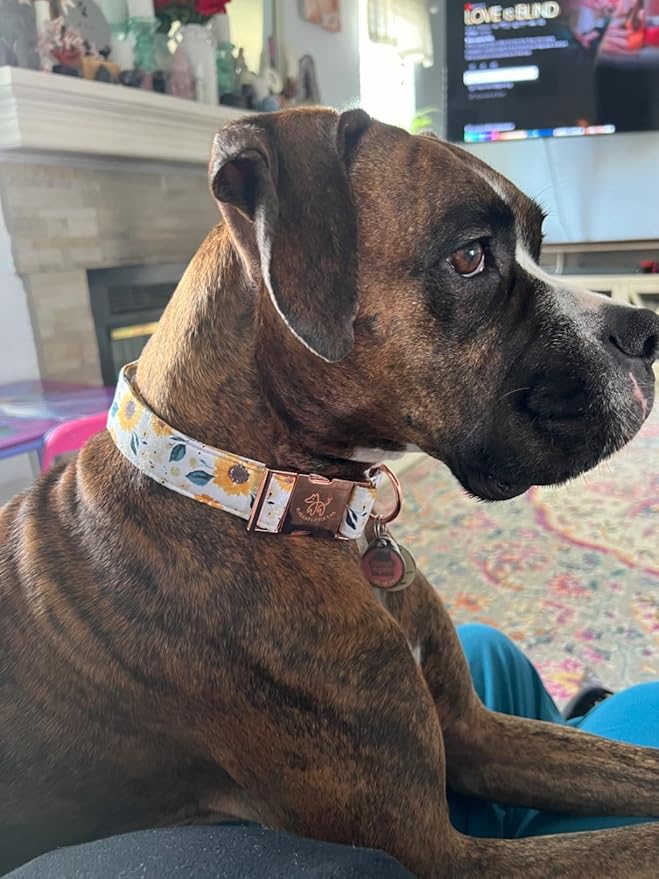 Elegant little tail Dog Collar, Sunflower Pattern Pet Collar Durable Cute Dog Collars Summer Fall Female Pet Gift Adjustable Dog Collar for X-Large Dogs