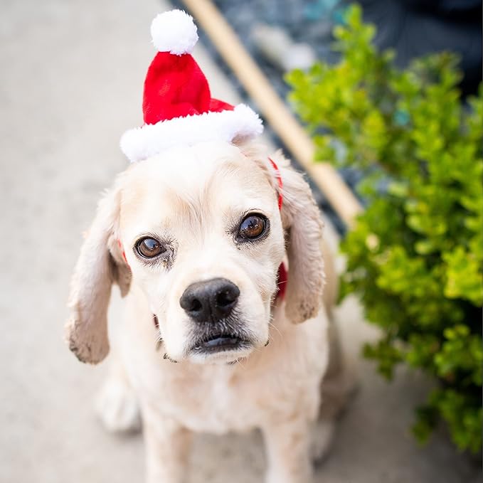 Huxley & Kent Pet Hat | Santa (Large) | Festive Christmas Holiday Accessory for Dogs/Cats | Holiday Pet Hat | SnugFit Sliding Toggles for Best Fit