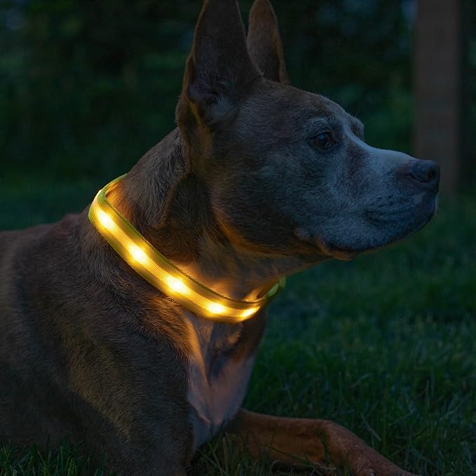 Blazin Light Up Dog Collar - The Original LED Dog Collar - USB Rechargeable - Waterproof - 1,000 Feet of Visibility - Dog Collar Light for Small, Medium, Large Dogs - USA Brand