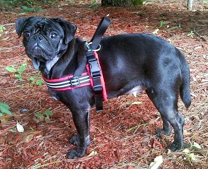 ComfortFlex Sport Dog Harness – No-Choke, Fully Padded, Non-Chafing Harness with Control Handle – Reflective, Lightweight, Adjustable for Active Dogs - Small, Purple