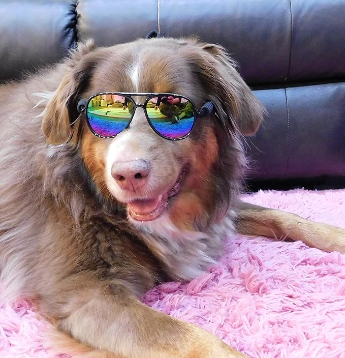 G010 Dog Pet Costume Prop Aviator Sunglasses Medium Breeds 20-40 lbs (2-Pack Black + Black-Rainbow Mirror)