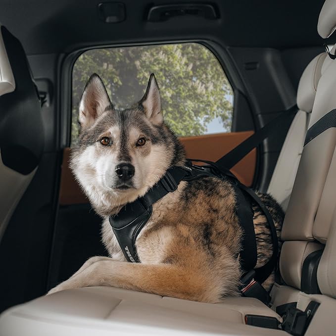Thule Cappy Dog Harness M - Crash-Tested for Safety - Seatbelt passthrough - Adjustable & Easy to Clean - Padded Breathable mesh Panels - Leash Loop - Step-in Design