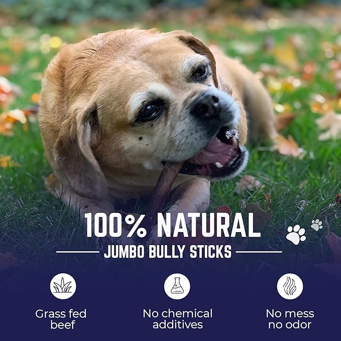 Devil Dog Pet Co. Jumbo Bully Sticks – 12 Inch, 3 Pack Dog Chews, 100% Natural, Single Ingredient, Free-Range Grass-Fed Beef – Long Lasting, Rawhide-Free Treats for Dogs