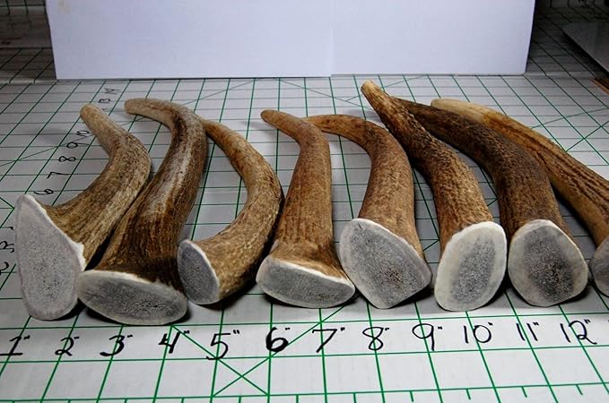 Elk Antler Dog Chew, Extra Large Tine, 8-12 inches, XL - Great for Large Dogs and Puppies