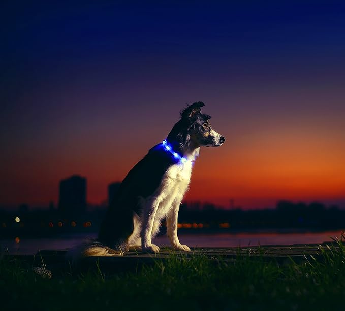 LED Dog Necklace Collar - USB Rechargeable Loop - Available in 6 Colors - Makes Your Dog Visible, Safe & Seen