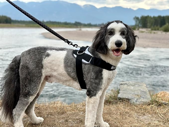 ShawnCo Essential Dog Harness, No-Pull Pet Vest with 3 Leash Clips, No Choke, Reflective, Adjustable and Padded, for Easy Walking and Training for Small, Medium and Large Dogs (Midnight, XL)