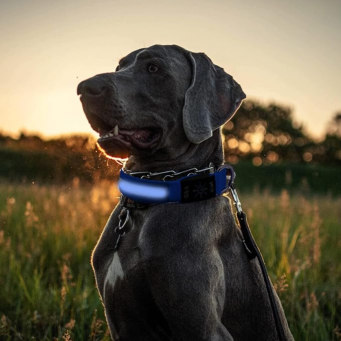 LED Dog Collar, Reflective Dog Collar, USB Rechargeable with 100% Waterproof Luminous Collar, Suitable for Medium and Large Dogs (Blue, L)