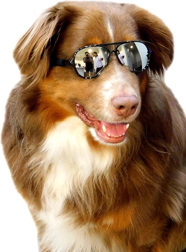 G010 Dog Pet Costume Prop Aviator Sunglasses Medium Breeds 20-40 lbs (2-Pack Black+Black-Mirror)