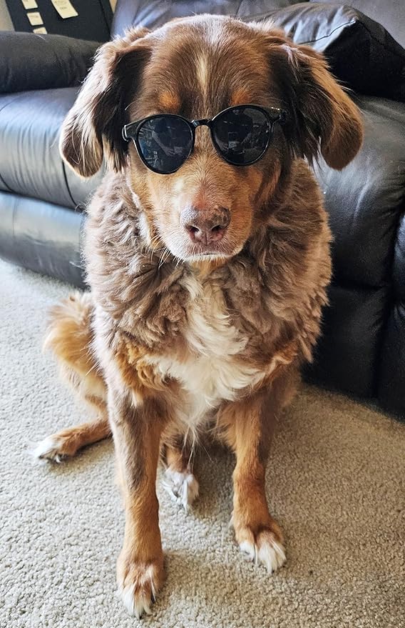 G006 Dog Pet Costume Retro 80s Sunglasses Adjustable for Medium Breed 20-40 lbs Party Prop Cosplay Photoshoot (Panto Black)