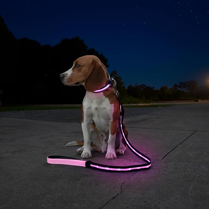 Sherry Kline LED Light-Up Pet Collar - USB Rechargeable - Flashing Glow in The Dark Size Medium, Color: Pink