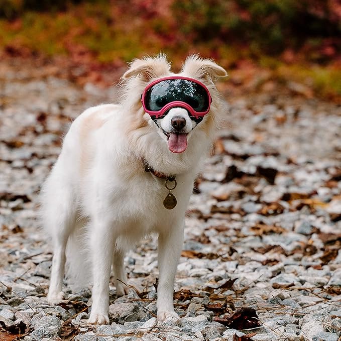 Rex Specs V2 Dog Goggles (X-Small, Black)