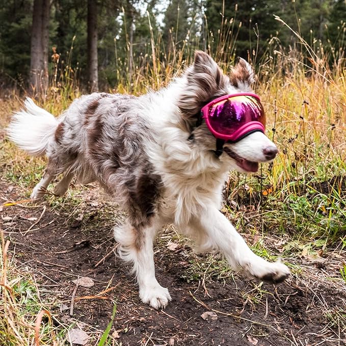 Rex Specs V2 Dog Goggles (Medium, Black)