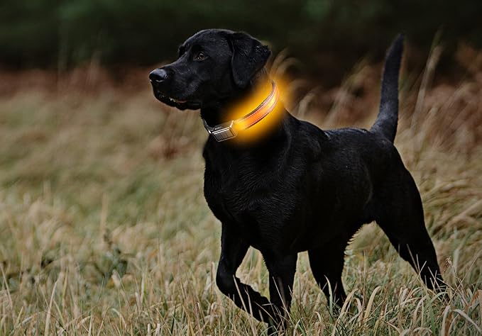 Brite Strike - LPCSU-ORANGE-MED - Solar & USB Rechargeable LED Lighted Dog Safety Collar - Make Your Dog Seen in the Dark – 2.5 Hr Run Time, Water-Resistant - Medium, Orange