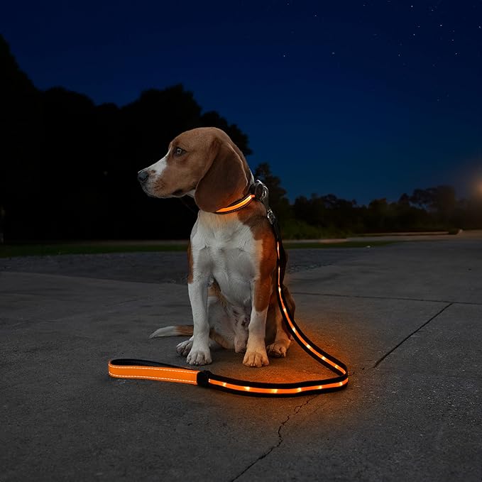 Sherry Kline LED Light-Up Pet Collar - USB Rechargeable - Flashing Glow in The Dark Size Medium, Color: Orange