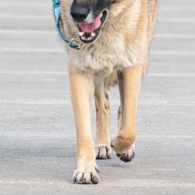 Dog Paw Street Wax 2oz - Use Before Taking Dogs on Hot Streets or Pavement - Balm Protects Against Hot Surfaces, Rocks & Road Debris - Moisturizes and Improves Elasticity - Lick-Safe - USA