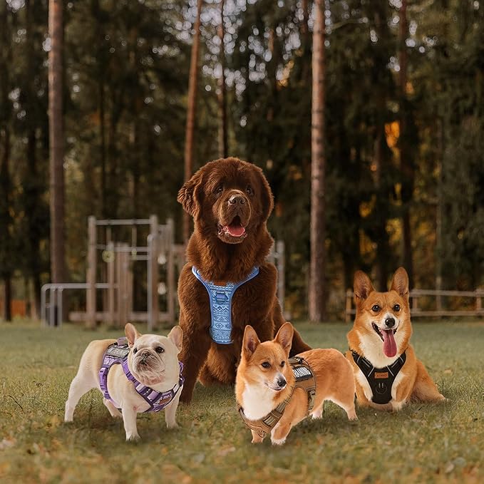 Extra Small Dog Harness, No-Pull Pet Harness with 2 Leash Clips, Adjustable Soft Padded Dog Vest, Reflective No-Choke Pet Oxford Vest with Easy Control Handle for XSmall Dog Breeds, Black, XS