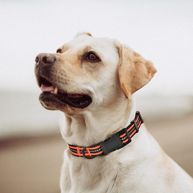 Mile High Life Reflective Dog Collar | Nylon Pet Collars wiith Buckle | Light Weight Puppy Collars | Orange Dog Collars for Large Dogs (Orange, L)
