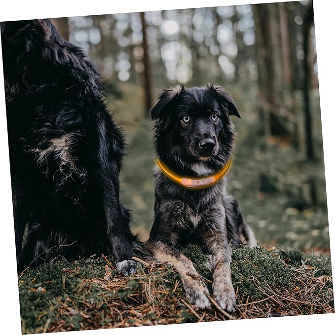 Led Glowing Dog Collar USB Rechargeable Pet Collar for Night Safety Stylish Yellow for Evening Walks and Camping
