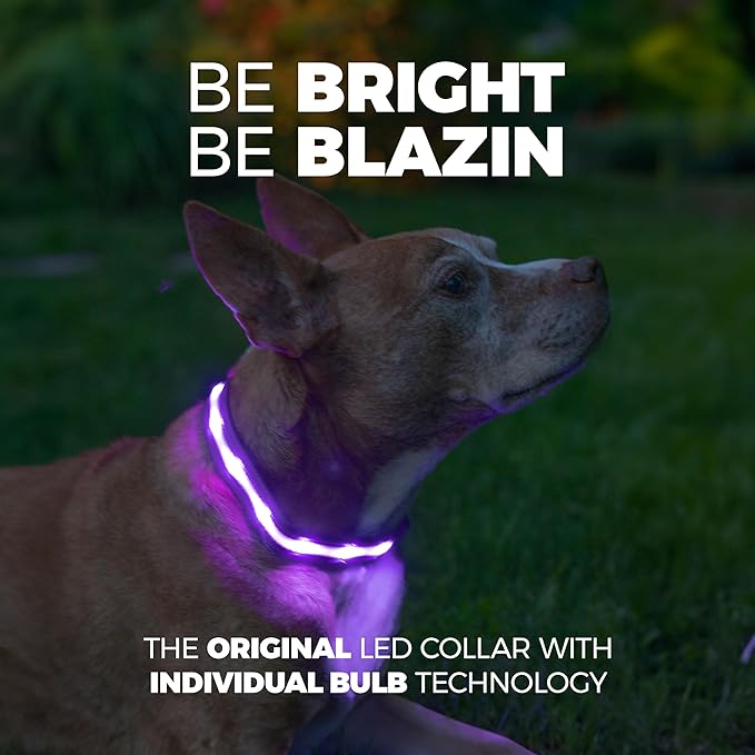 Blazin Light Up Dog Collar - The Original LED Dog Collar - USB Rechargeable - Waterproof - 1,000 Feet of Visibility - Dog Collar Light for Small, Medium, Large Dogs - USA Brand