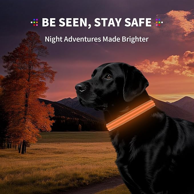 LED Dog Collar with Metal Buckle - USB Rechargeable Glow Collar for Dogs, Waterproof Light Up Dog Collar w/Reflective Strips - Adjustable Night Safety Collars by PetIsay(Orange,Medium)