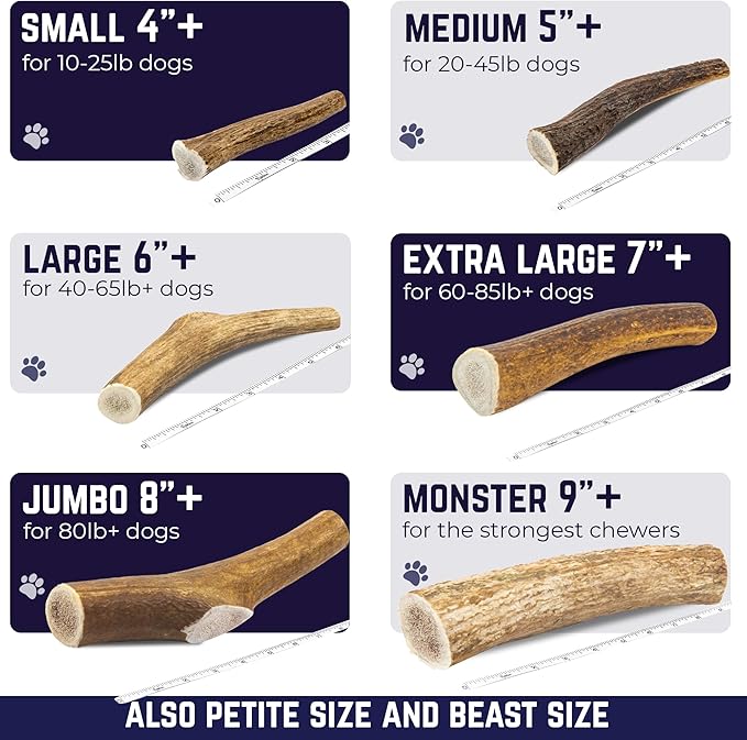 Devil Dog Pet Co. Elk Antlers for Dogs, Beast 10"+, 1 Pack, Grade A Long Lasting Chew for Aggressive Chewers, Premium USA Naturally Shed Antler – Healthy, No Odor, Durable Dog Chew