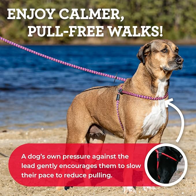 Harness Lead No Pull Dog Harness and Leash Set, Anti Pull Dog Harness for All Breeds and Sizes, One-Piece Cushioned Rope Design Safely Prevents Escaping and Pulling (Small/Medium, Orange/Reflective)