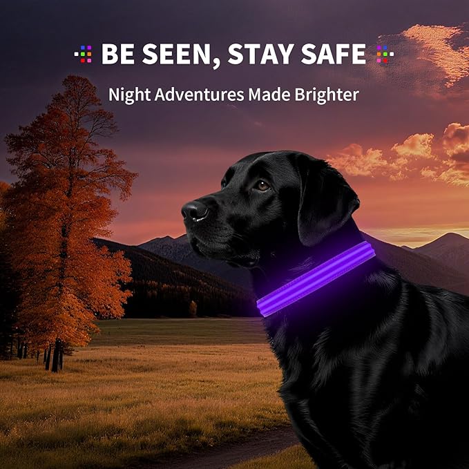 LED Dog Collar with Metal Buckle - USB Rechargeable Glow Collar for Dogs, Waterproof Light Up Dog Collar w/Reflective Strips - Adjustable Night Safety Collars by PetIsay(Purple, Small)