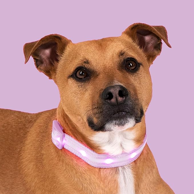 Blazin Light Up Dog Collar - The Original LED Dog Collar - USB Rechargeable - Waterproof - 1,000 Feet of Visibility - Dog Collar Light for Small, Medium, Large Dogs - USA Brand