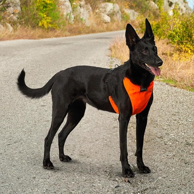 YAP Techno® No Pull Harness for Small Dogs, 4-Way Adjustable, Temperature Controlled Pet Vest Harness, Chokefree Dog Harness with Easy Control Handle for All Breeds; 15-25 lbs (Signal Orange, Small)