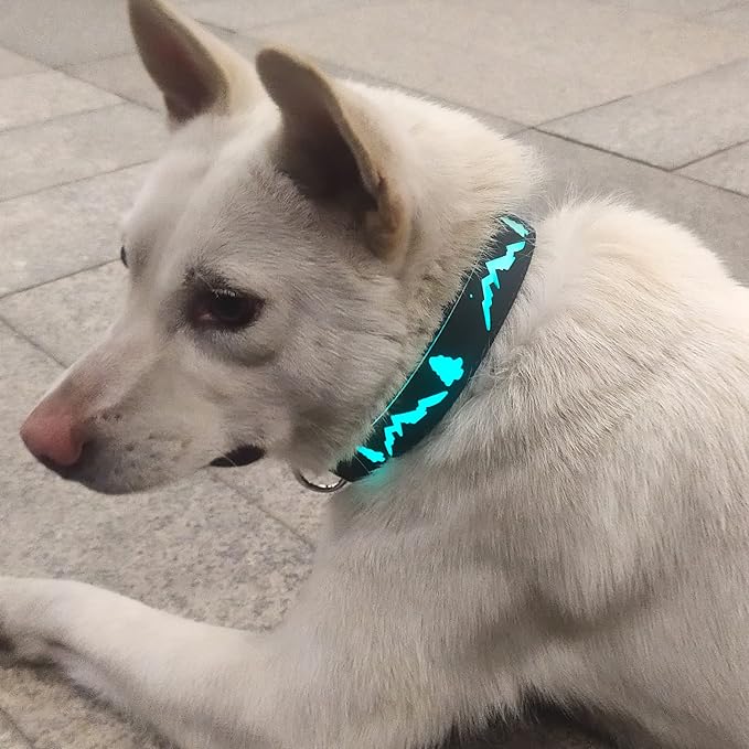 USB-C led Light up Dog Collar, 3D Design Comfortable and Soft Material,Multicolored Lighting，Night Dog Collar (TR, M(15.7-19.7"))