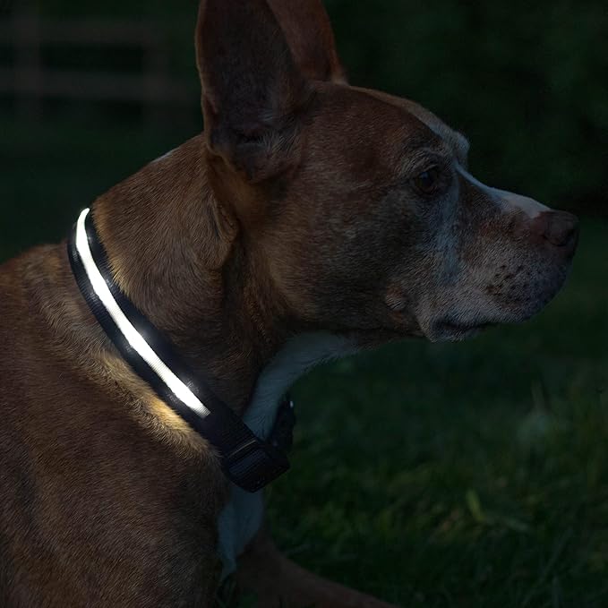 Blazin Light Up Dog Collar - The Original LED Dog Collar - USB Rechargeable - Waterproof - 1,000 Feet of Visibility - Dog Collar Light for Small, Medium, Large Dogs - USA Brand
