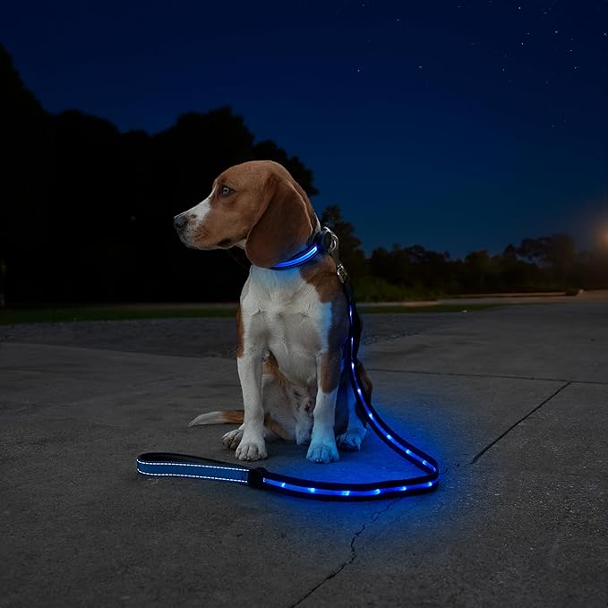 Sherry Kline LED Light-Up Pet Collar - USB Rechargeable - Flashing Glow in The Dark Size Medium, Color: Blue