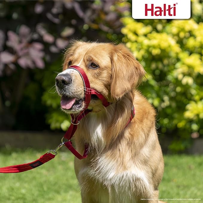 Halti Headcollar - Stop Your Dog Pulling on The Leash. Adjustable, Reflective and Lightweight, with Padded Nose Band. Dog Training Anti-Pull Collar for Medium Dogs (Size 2, Red)