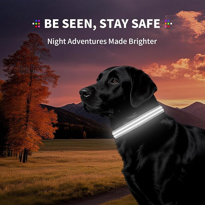 LED Dog Collar with Metal Buckle - USB Rechargeable Glow Collar for Dogs, Waterproof Light Up Dog Collar w/Reflective Strips - Adjustable Night Safety Collars by PetIsay(White, S)