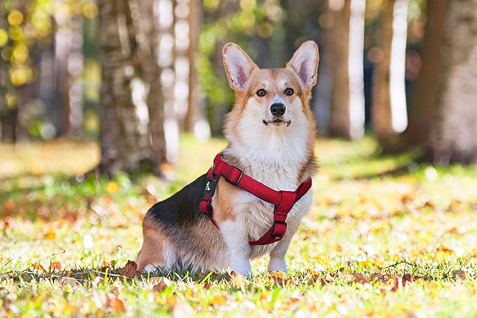 Kruz No Pull Dog Harness (Chest 21”-30”, Weight 22-53 lbs) Heavy-Duty Pet Harness for Medium Breeds, Ultra-Comfort Fit, Lifetime Durability, Adjustable Dog Harness No Pull Design (Red, Medium)