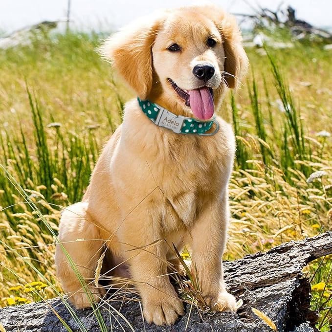 Personalized Dog Collar Nylon Print Dog Collars Customized Puppy Pet Collar Engraved Name ID for Small Medium Large Big Dogs Pug 008 Green L