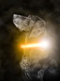 Mighty Paw LED Dog Collar - USB LED Rechargeable - USB Rechargeable Light - High Visibility Glow Strips - Glow Pet Feature - Weather Resistant - Bright Light Modes for Nighttime Safety - (L - Orange)