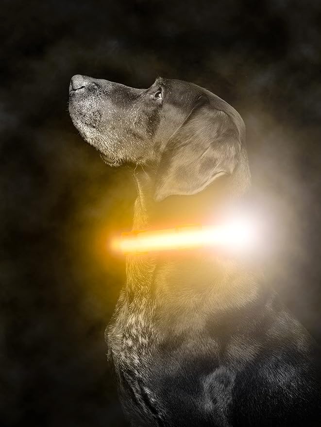 Mighty Paw LED Dog Collar - USB LED Rechargeable - USB Rechargeable Light - High Visibility Glow Strips - Glow Pet Feature - Weather Resistant - Bright Light Modes for Nighttime Safety - (L - Orange)