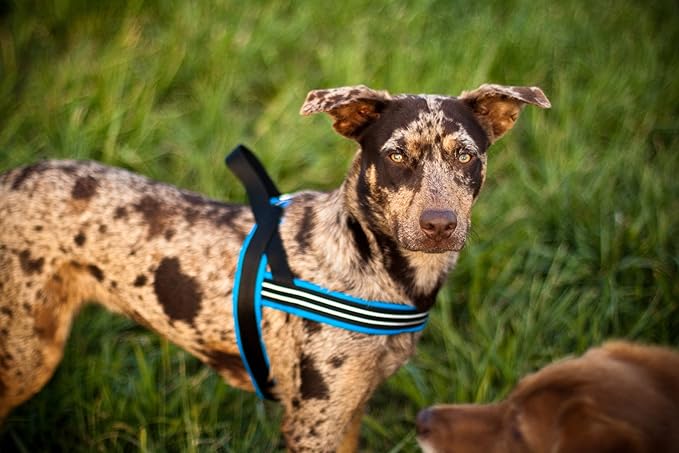 ComfortFlex Sport Dog Harness – No-Choke, Fully Padded, Non-Chafing Harness with Control Handle – Reflective, Lightweight, Adjustable for Active Dogs – Medium, Bordeaux
