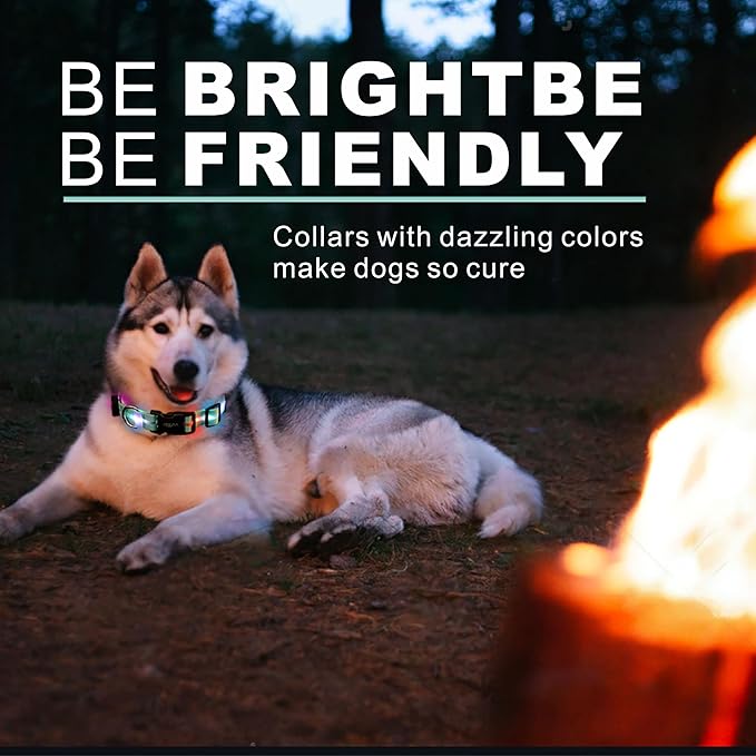 Light up Dog Collars,Led Dog Collar Rechargeable,Glow in Dark Dog Lights for Walking at Night for Small Medium, Large Dogs (Blue)