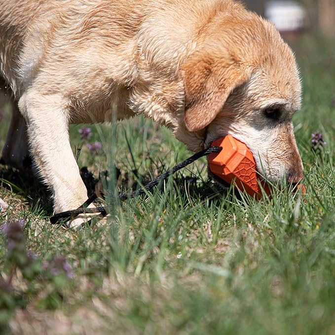 Momarsh Floating Dog Training Bumper | Durable Dummy with Easy Launch Rope | Advanced Waterfowl Hunting Retriever Dog Tool | Enhance Agility and Obedience