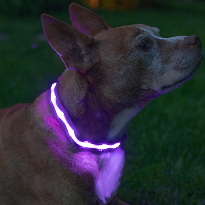 Blazin Light Up Dog Collar - The Original LED Dog Collar - USB Rechargeable - Waterproof - 1,000 Feet of Visibility - Dog Collar Light for Small, Medium, Large Dogs - USA Brand