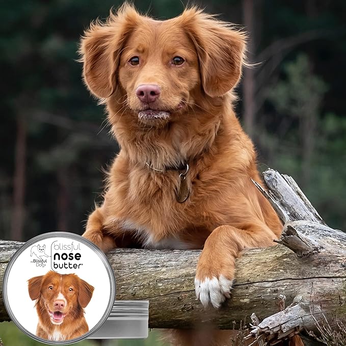 The Blissful Dog Nova Scotia Duck Tolling Retriever Unscented Nose Butter - Dog Nose Butter, 4 Ounce