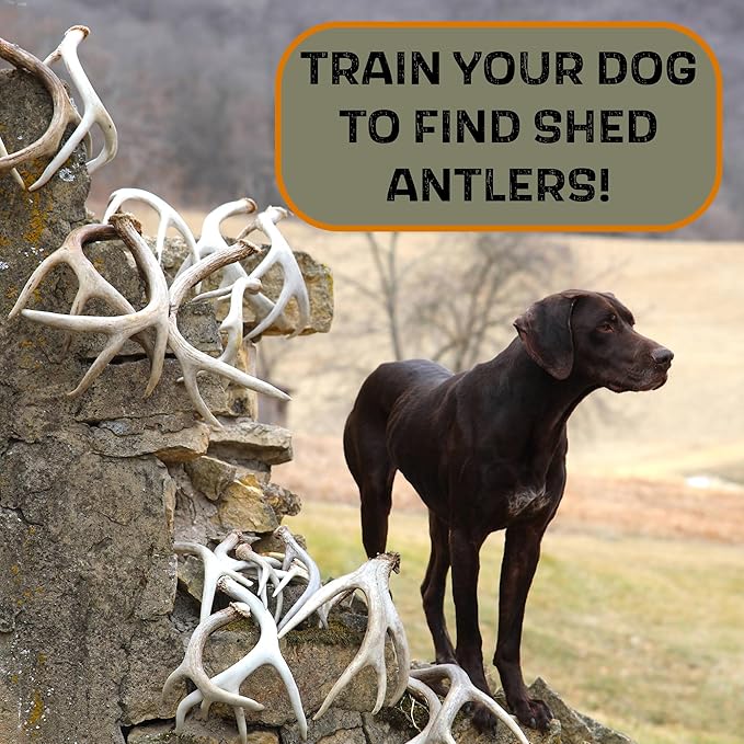 DogBone Shed Dog Training Dummy (White) | Dog Training Kit | Hunting Dog Accessories | Dog Training Tools | Dog Scent Training Kit | Scent Training for Dogs | Hunting Dog Toys
