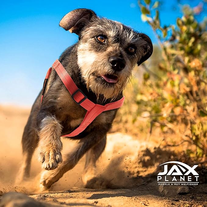 Dog Harness and Leash - Comfortable Leash and Harness for Small, Medium, Large Dogs - Perfect for Training, Includes D-Ring