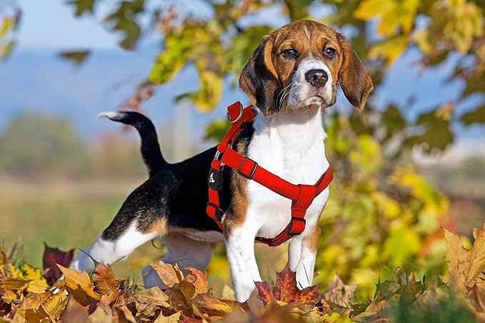 Kruz No Pull Dog Harness (Chest 21”-30”, Weight 22-53 lbs) Heavy-Duty Pet Harness for Medium Breeds, Ultra-Comfort Fit, Lifetime Durability, Adjustable Dog Harness No Pull Design (Red, Medium)