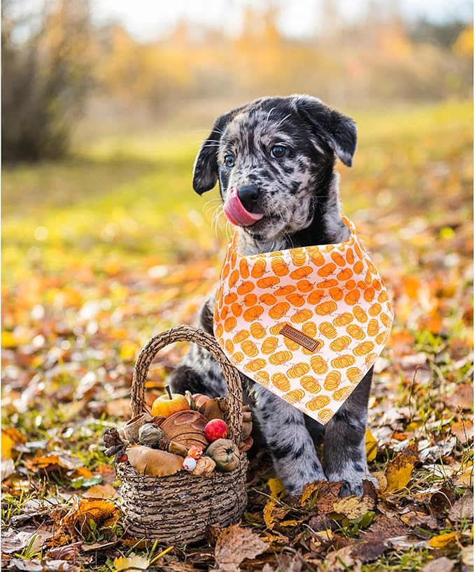 Lionheart Glory Fall Dog Bandana - Halloween Pumpkin Washable Soft Dog Scarf Adjustable for Small Dogs